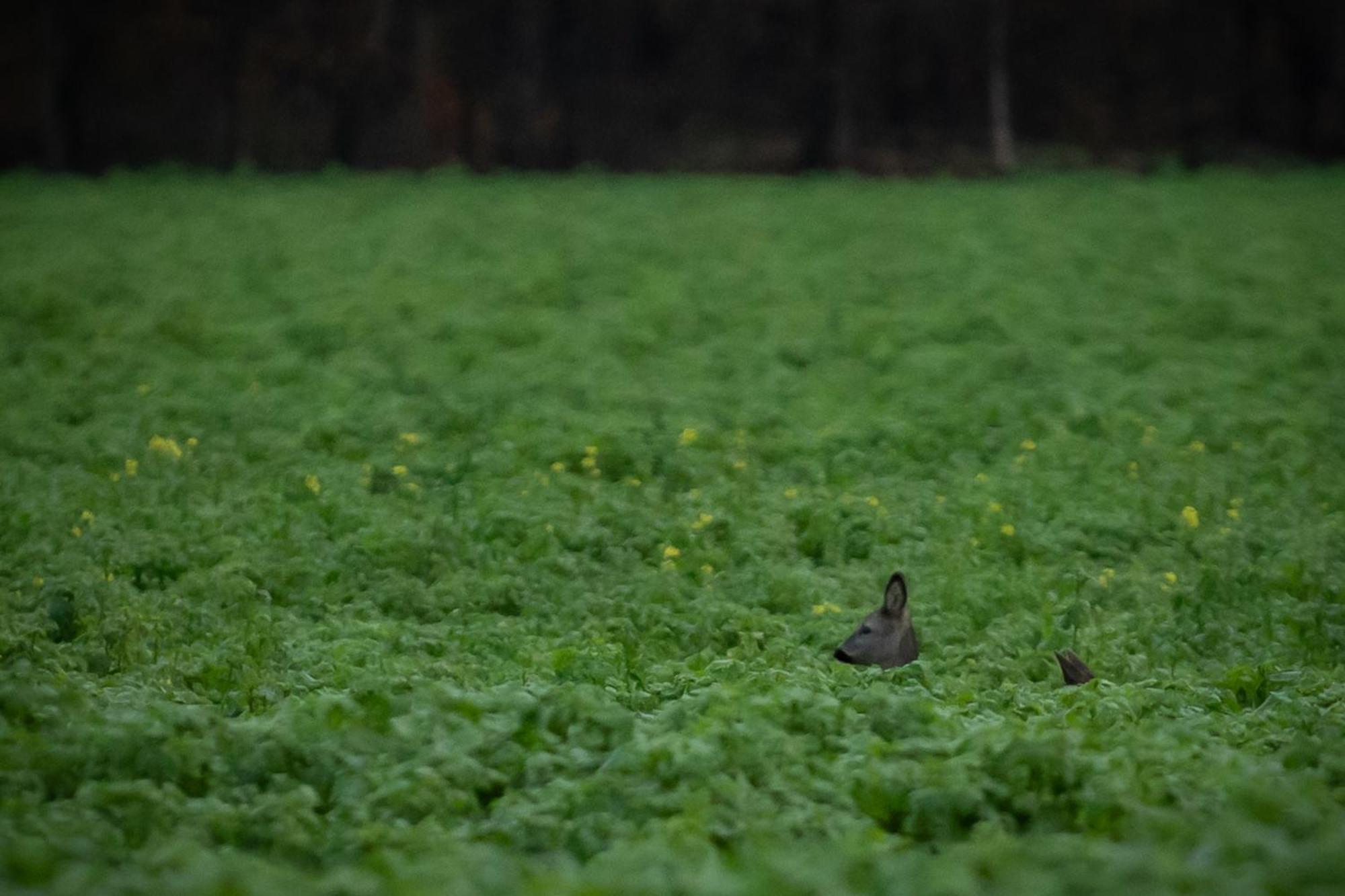 Drents Genieten - Kraaiheide Erm Buitenkant foto